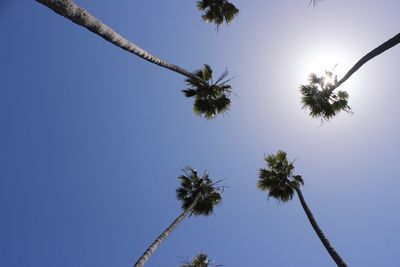 Low angle view of palm trees against clear blue sky