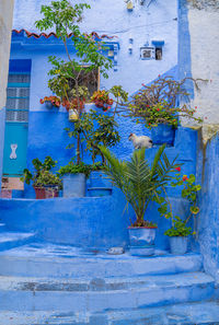 A cat in blue chefchaouen city, morocco