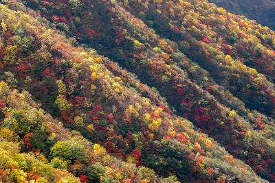 High angle view of trees in forest during autumn