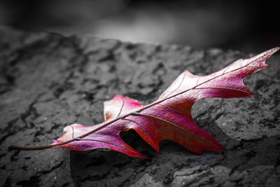 Close-up of red leaf falling on dry leaves