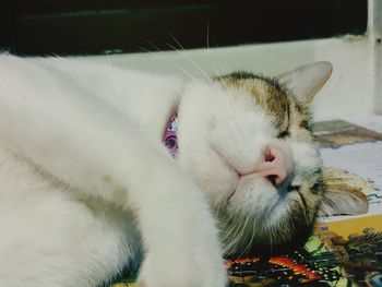 Close-up of cat relaxing on floor