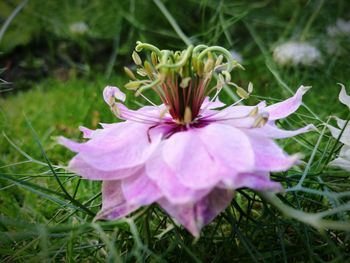 Close-up of flower blooming in field