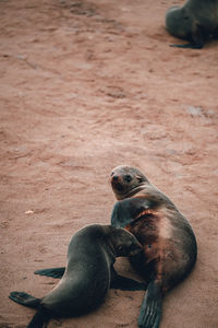 High angle view of seal on sand at beach