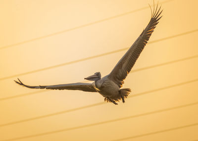 Low angle view of bird flying against the sky