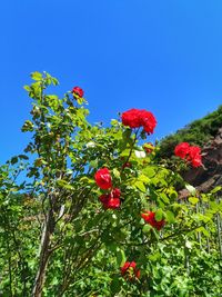 Low angle view of red flowers against trees