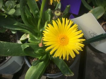 High angle view of yellow flowers