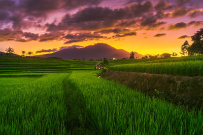 Nature panorama of green rice fields and mountains in indonesian countryside with sunrise