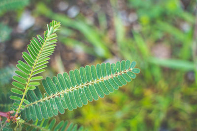 Close-up of fern leaves