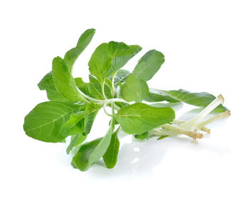 High angle view of leaves against white background