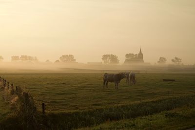Horses in a field