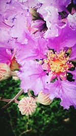 Close-up of pink flowers