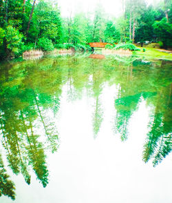 Reflection of trees in pond