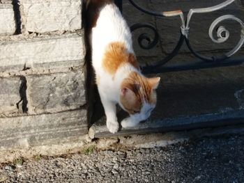 High angle view portrait of a cat on wall