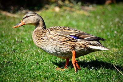 Close-up of a duck