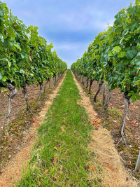 View of vineyard against sky