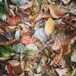 Full frame shot of dry leaves