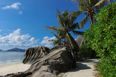 Scenic view of palm trees by sea against sky