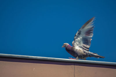 Low angle view of dove take off to fly