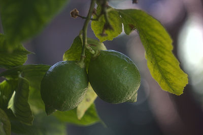 Close-up of fruits growing on tree