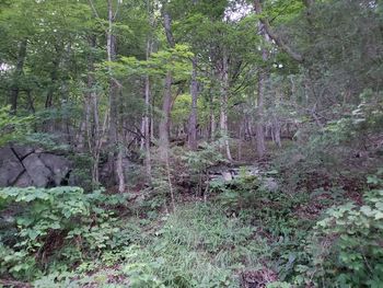 Trees in forest