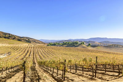 Scenic view of vineyard against clear blue sky