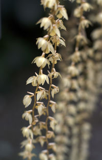 Close-up of flowering plant