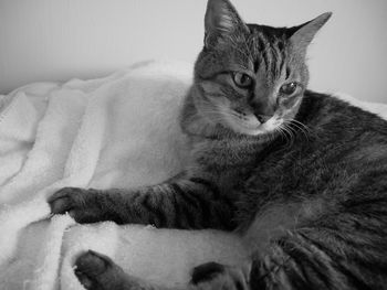Portrait of a cat resting on bed