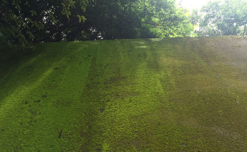 Trees growing in park