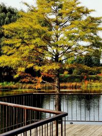 Scenic view of lake in forest during autumn