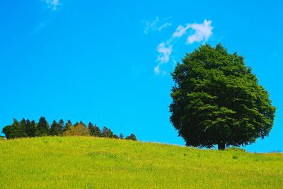 Trees on field against blue sky