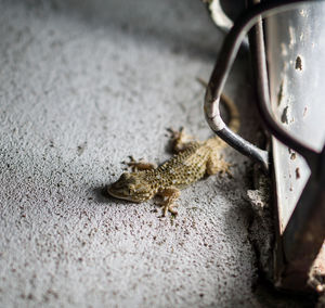 High angle view of insect on metal