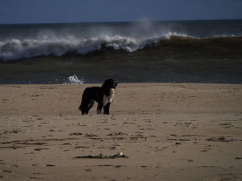 Dog on beach