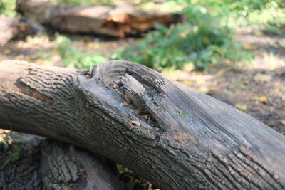 Close-up of lizard on tree trunk