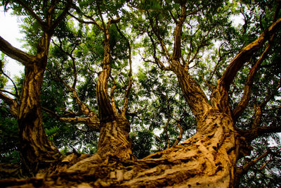 Low angle view of trees in forest