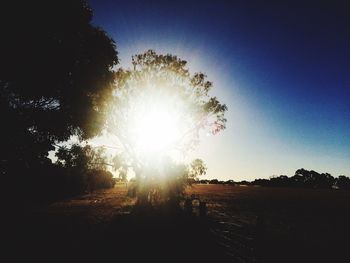 Trees against sky