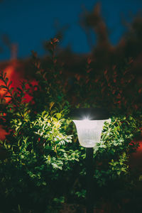 Close-up of illuminated light against trees at night