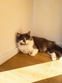 Portrait of cat resting on hardwood floor