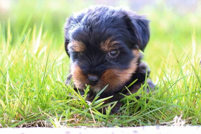 Close-up of puppy on grass