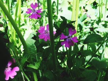 Close-up of pink flowers