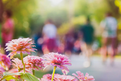 Close-up of pink flowers blooming outdoors