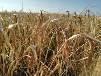 Close-up of stalks in field against sky