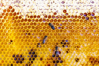 Close-up of bees