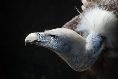 Close-up of a bird