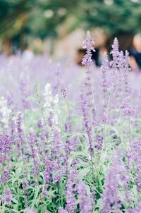 Close-up of purple flowering plants on field