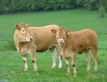 Grass grazing on grassy field