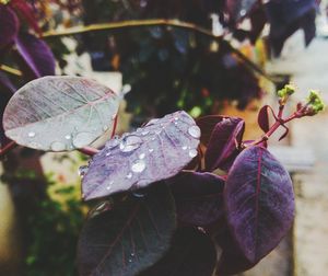 Close-up of water drops on leaves