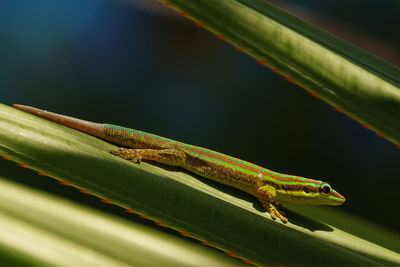 Close-up of lizard on leaf