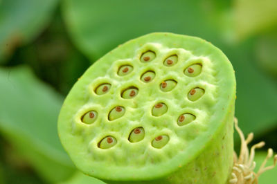 Close-up of water lily