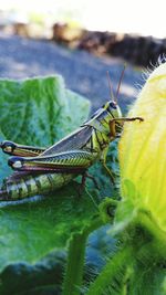 Close-up of insect on leaf