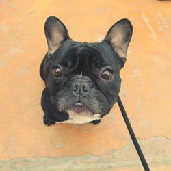 Close-up portrait of dog